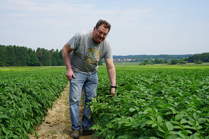 Ulrich Karl auf seinem Süßkartoffeln-Feld (©Foto: Klaus Ikenmeyer)